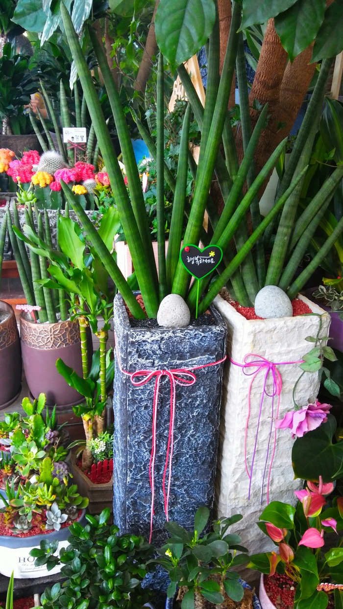 ڴԺ